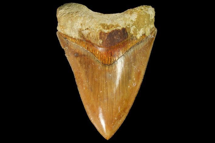 Serrated, Fossil Megalodon Tooth - Indonesia #151827